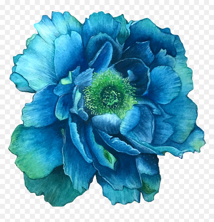 Star Thistle, HD Png Download - flower illustration png