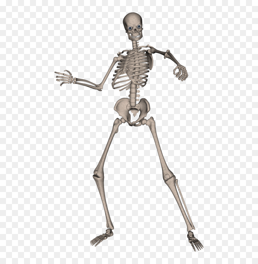 Skeletons Png, Transparent Png - human skull png