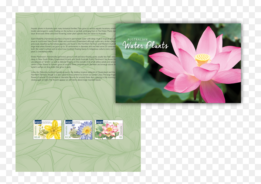 Water Plants Stamp Pack - Sacred Lotus, HD Png Download - water plants png