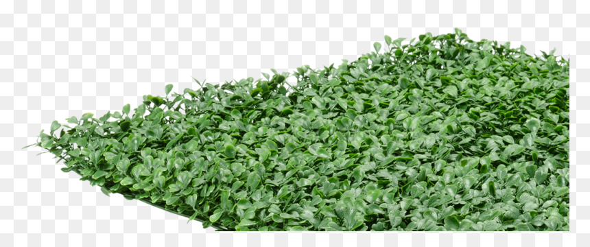 Buxus Sempervirens Png, Transparent Png - hedges png