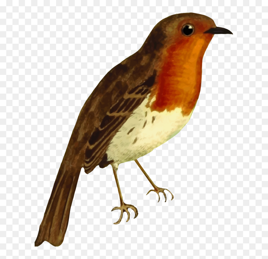 Clipart Robin Bird, HD Png Download - robin bird png