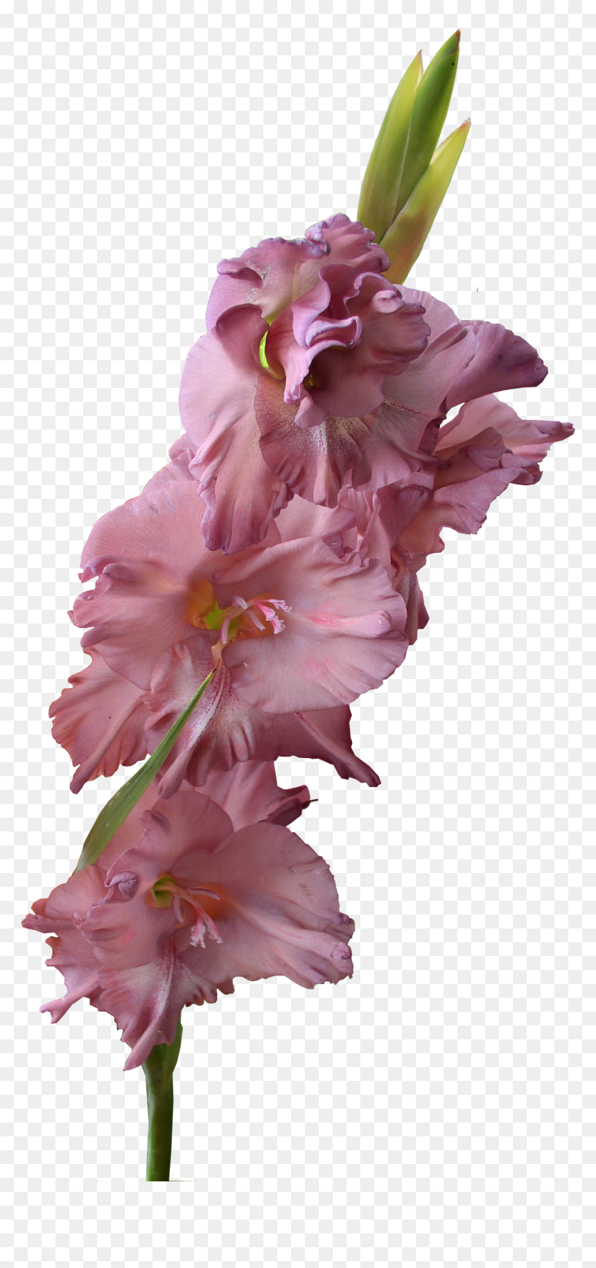 Gladiolus Png Pic, Transparent Png - gladiolus png