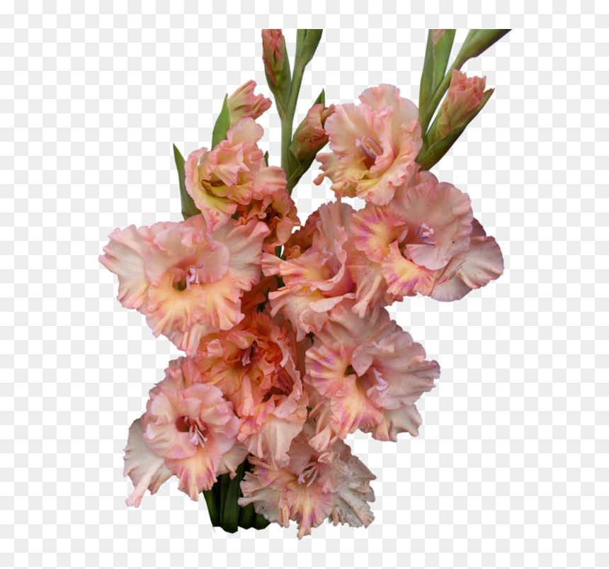 Gladiolus Png Photos - Gladiolus Transparent Background, Png Download - gladiolus png