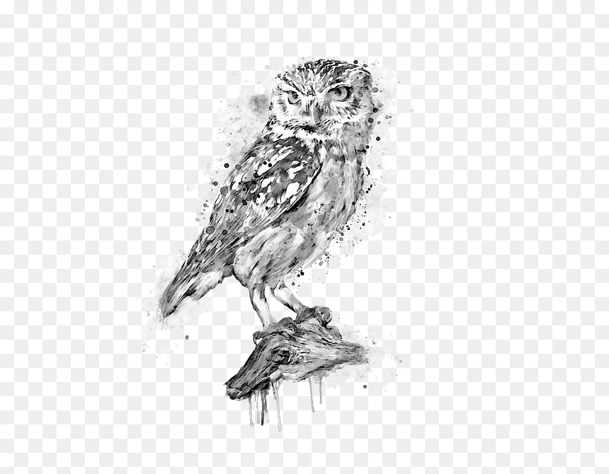 Black And White Owl Art, HD Png Download - white owl png