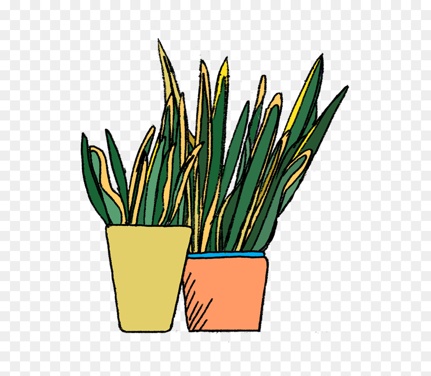 To Care For This Air Purify-er, Don"t Water It Too - Mother Law's Tongue Clipart Png, Transparent Png - water plants png