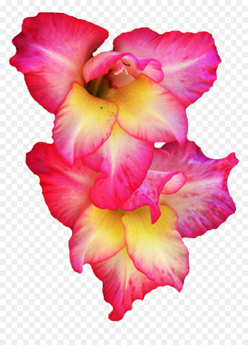 Download Gladiolus Png Pic 1 240 - Gladiolus Transparent, Png Download - gladiolus png