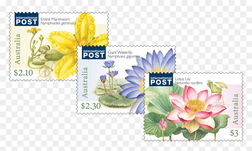 Water Plants Set Of Stamps - Aquatic Plant, HD Png Download - water plants png