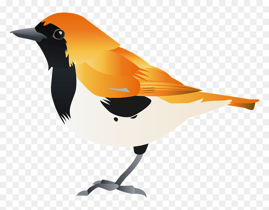 Ryukyu Robin Bird Clipart - Old World Oriole, HD Png Download - robin bird png
