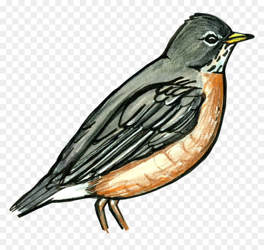 Old World Flycatcher, HD Png Download - robin bird png