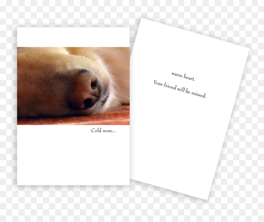 Sympathy Card Dog Nose - Golden Retriever, HD Png Download - dog nose png