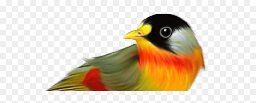 Birds, HD Png Download - robin bird png