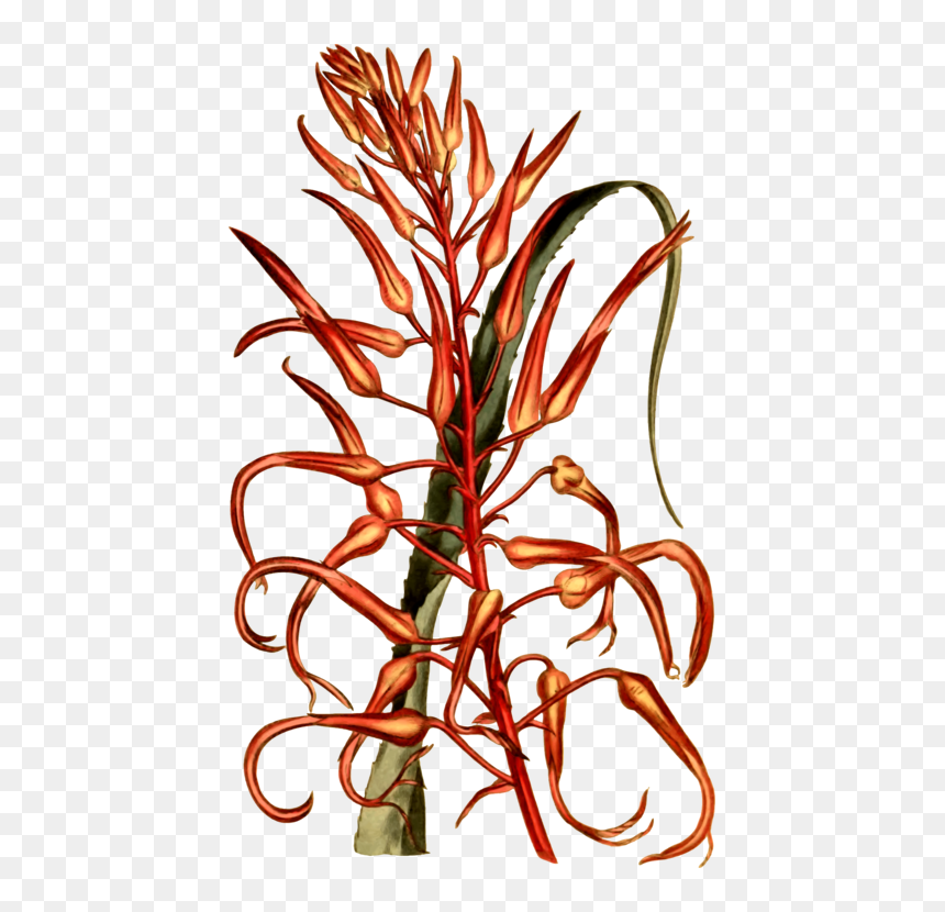 Commodity Flower Vegetable Line Plant Stem , Png Download - Flower, Transparent Png - vegetable plant png