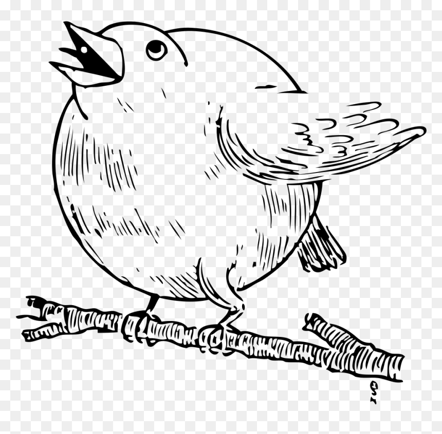 Round Robin Svg Clip Arts - Round Robin Bird, HD Png Download - robin bird png