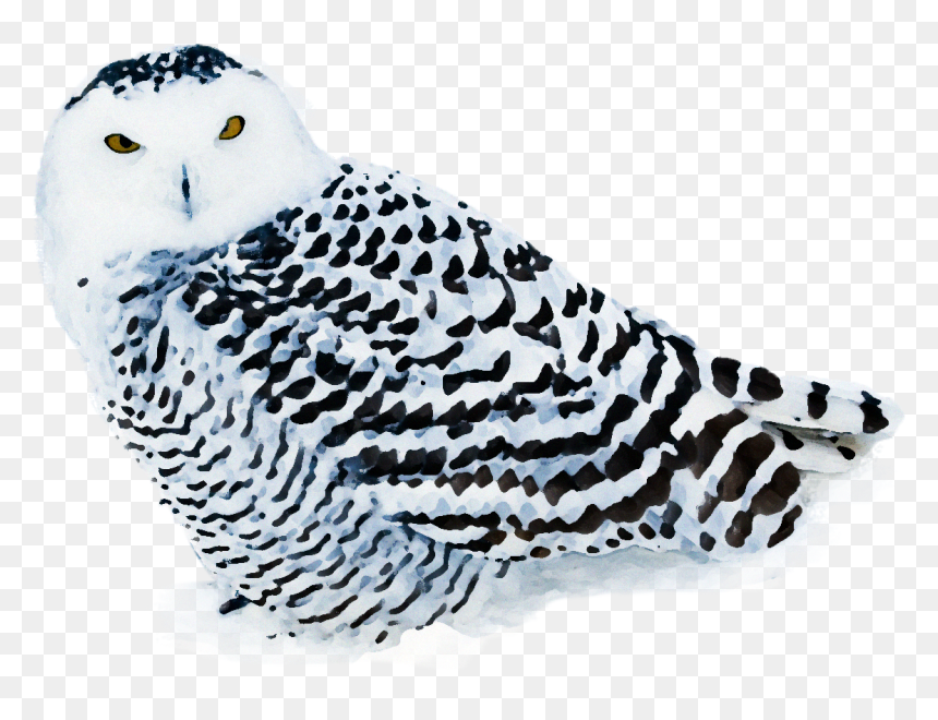 Snowy Owl - Harfang Des Neiges, HD Png Download - white owl png
