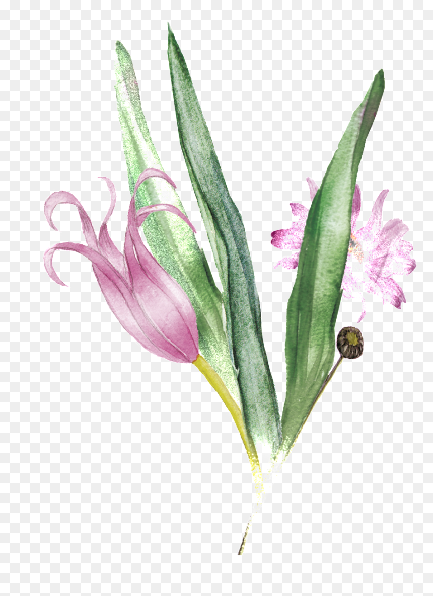 Pink Bouquet Transparent Decorative - Watercolor Painting, HD Png Download - gladiolus png