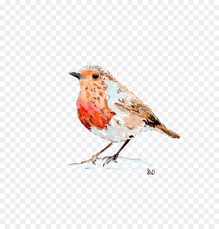 Drawing Paint Robin Bird - Pigeon Bird Watercolor Drawing, HD Png Download - robin bird png