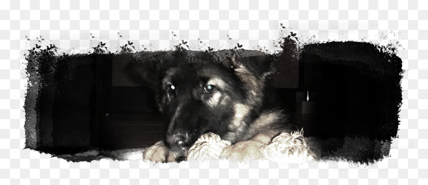 Transparent Dog Nose Png - King Shepherd, Png Download - dog nose png