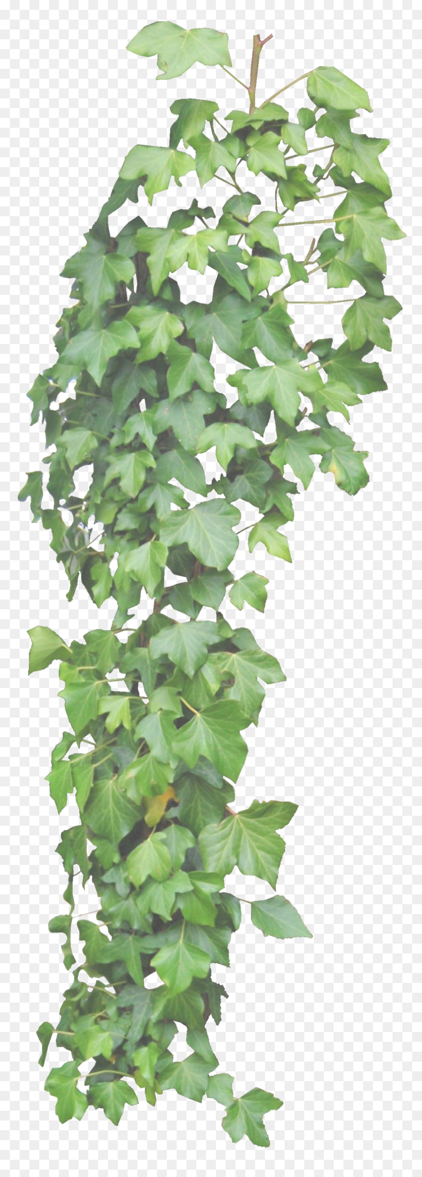 Ivy Vine Png Clipart - Hanging Ivy Transparent Background, Png Download - ivy vine png