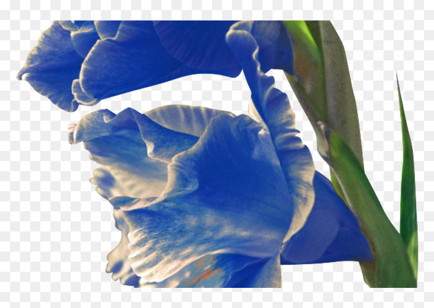 Iris , Png Download - Plants, Transparent Png - gladiolus png