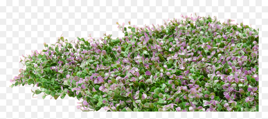 Lavender, HD Png Download - hedges png