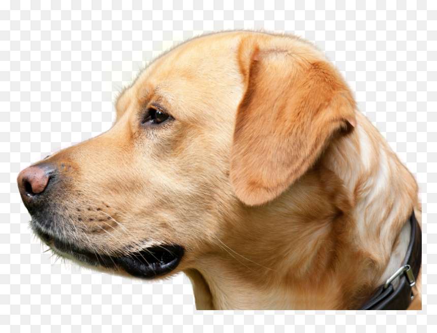 Dog Looking Png Image - كلب لابرادور, Transparent Png - dog nose png