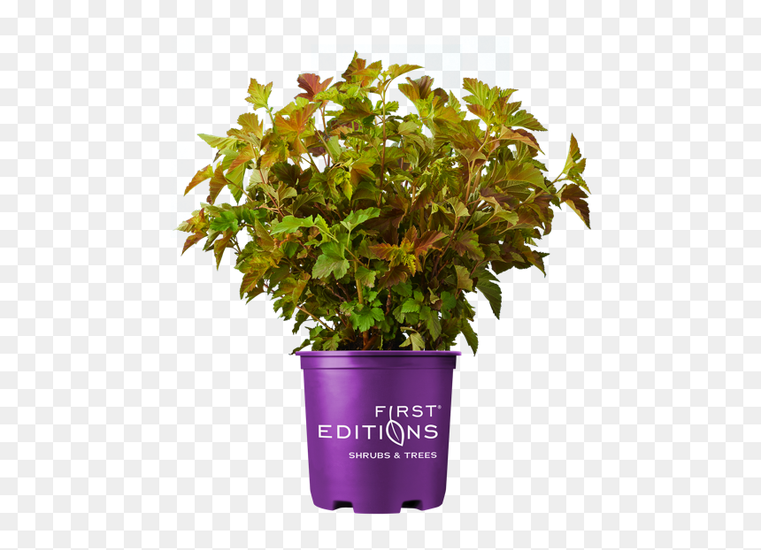Amber Jubilee Ninebark, HD Png Download - shrubbery png