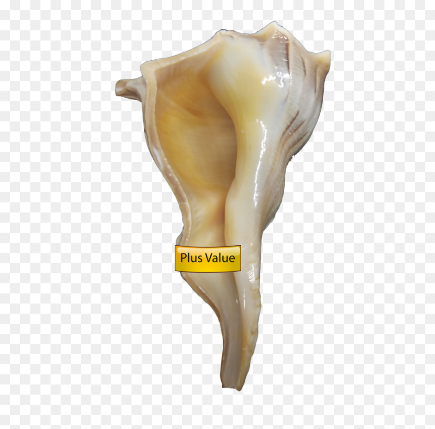Valampuri Right Hand Conch Shell Dakshinavarti Shankh - Dakshinavarti Shankh, HD Png Download - conch shell png