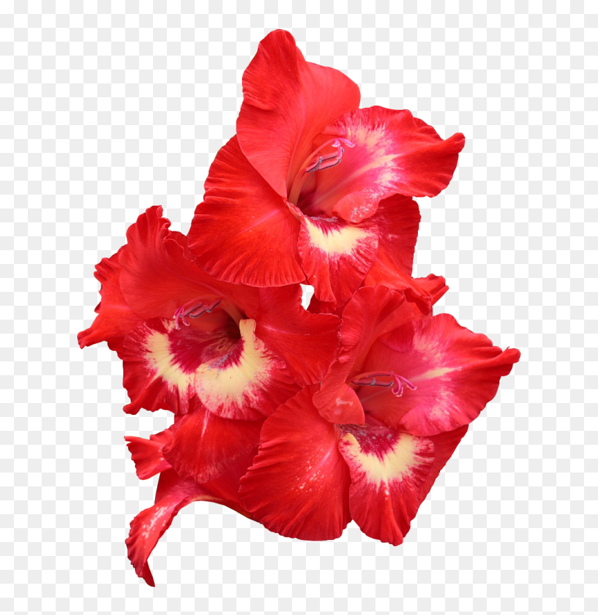 Gladiolo Rojo Png , Png Download - Gladiolus, Transparent Png - gladiolus png