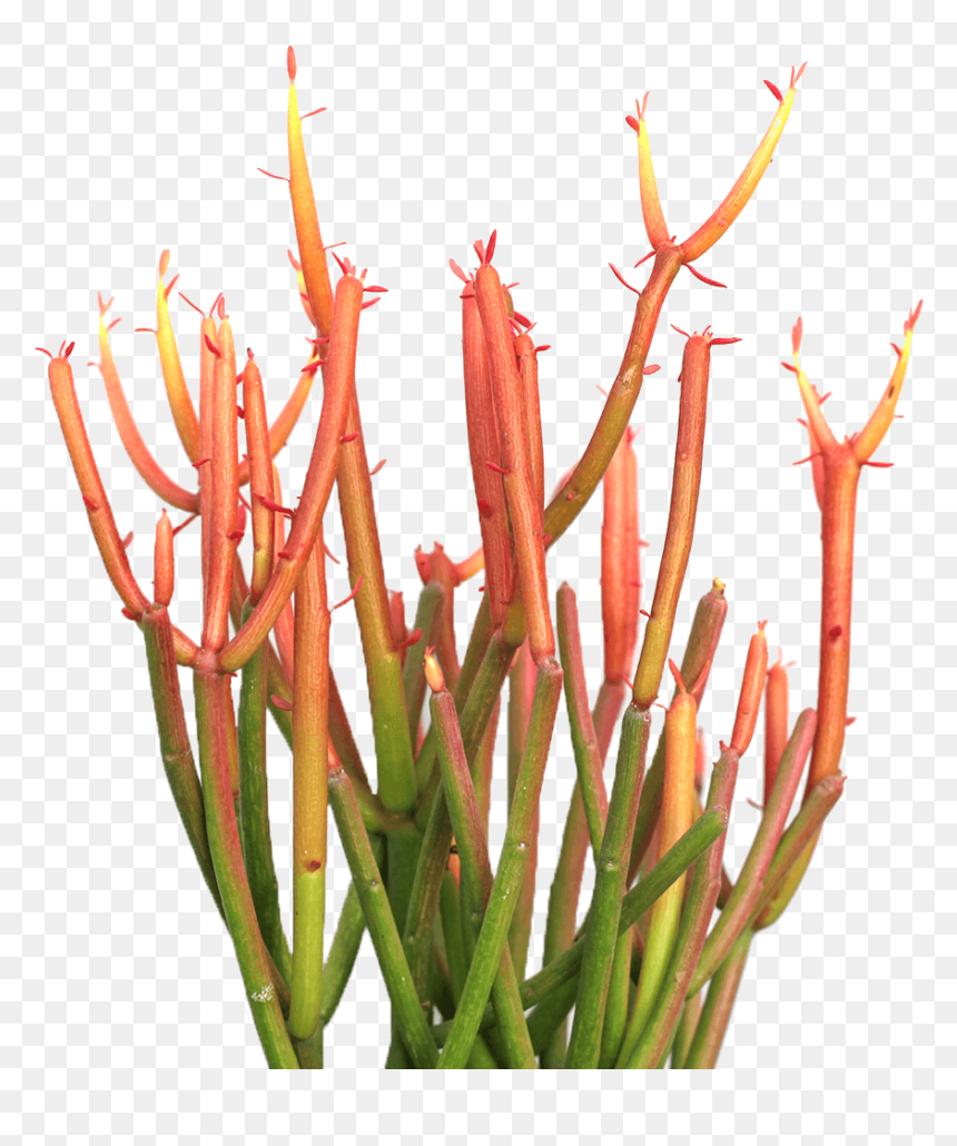Firesticks Plant, HD Png Download - water plants png