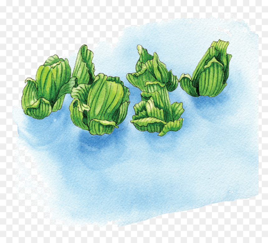 Illustration By Helen Krayenhoff - Illustration, HD Png Download - water plants png