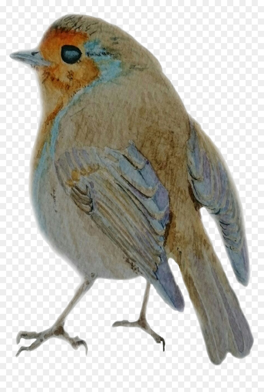 Ephraim Art Studio Robin By Darren Graham - Mountain Bluebird, HD Png Download - robin bird png