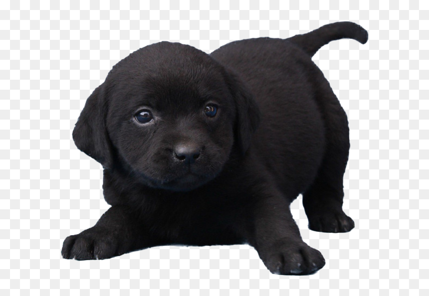 Black Dog Png Free Download - Black Dog Free Download, Transparent Png - dog nose png