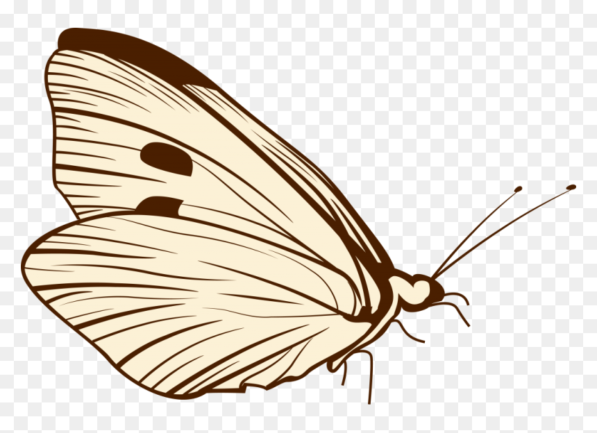 Png Butterfly Image - Brush-footed Butterfly, Transparent Png - butterfly wing png