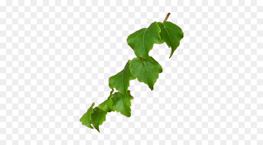 Illustration, HD Png Download - ivy vine png