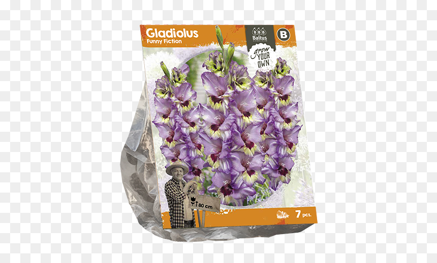 Pot Lilium Bulb Baltus, HD Png Download - gladiolus png