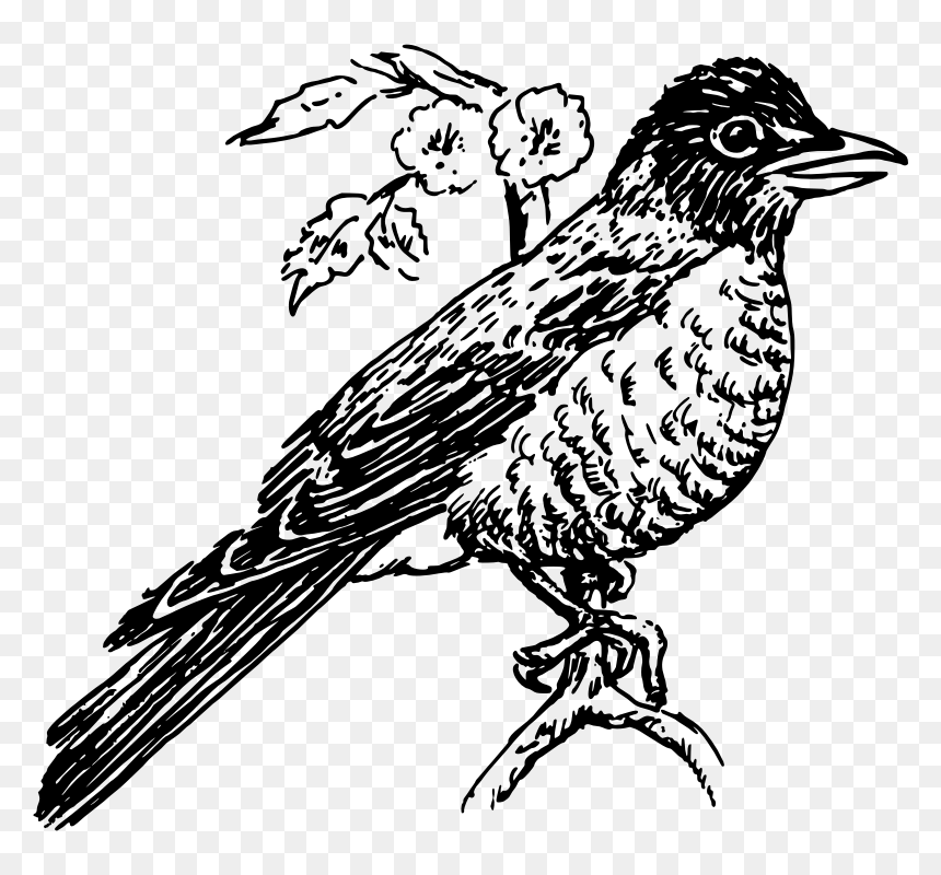 Robin - Clip Art, HD Png Download - robin bird png