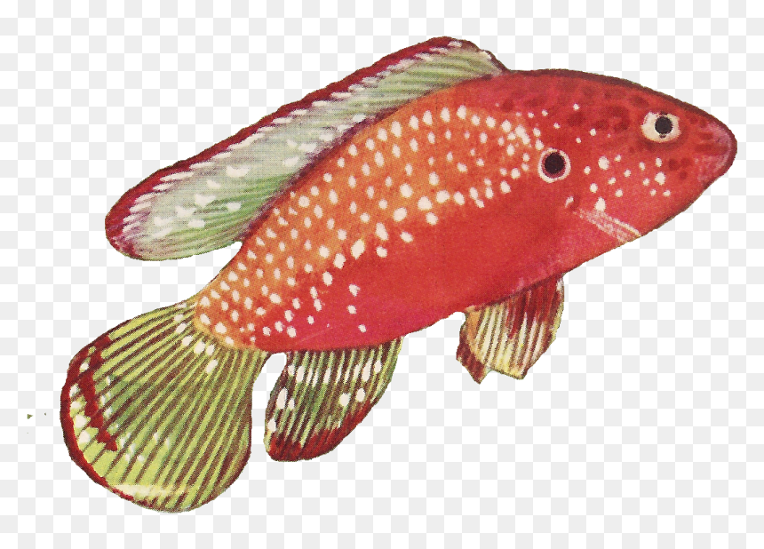 Fish Clipart Vintage Svg Freeuse Leaping Frog Designs - Vintage Fish Png, Transparent Png - vintage png images