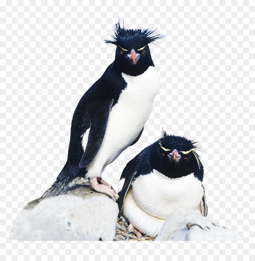 Rockhopper Penguin Clipart - Rockhopper Penguin, HD Png Download - penguin clipart png