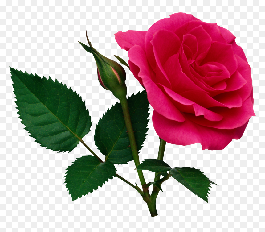 Natural Rose Png, Transparent Png - gladiolus png