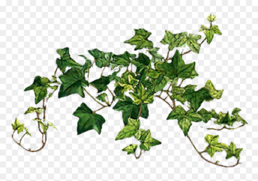 #ivy #vines #leaves #plants #scenery #decoration #terrieasterly - English Ivy, HD Png Download - ivy vine png
