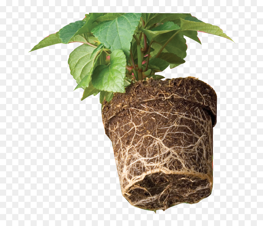 Houseplant, HD Png Download - ivy vine png