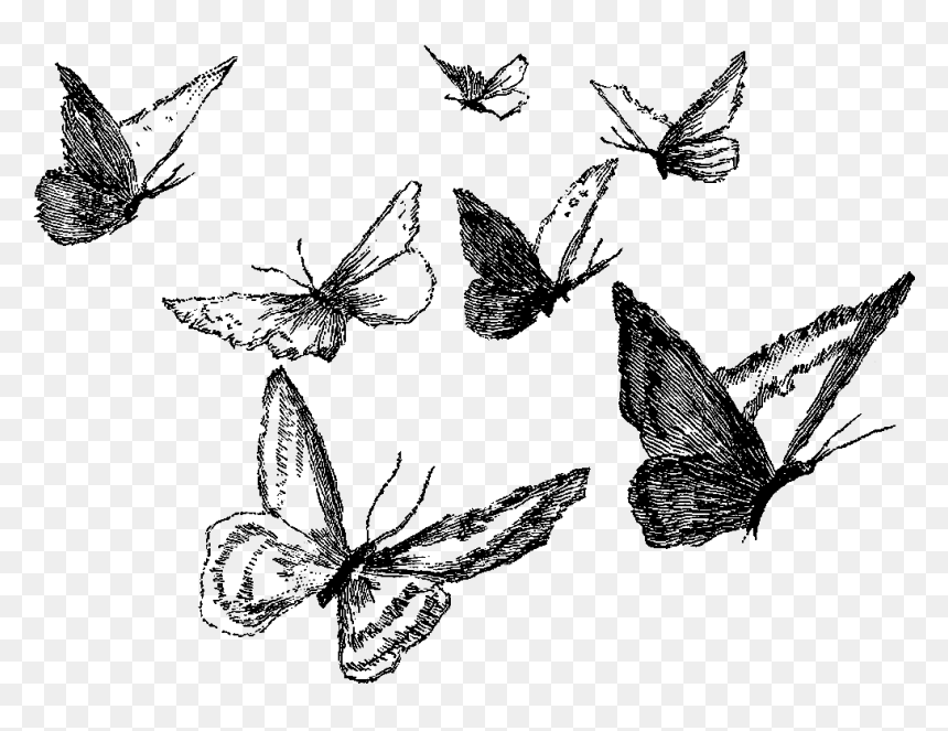 Clipart Black And White Ankle Drawing Pencil - Black And White Pencil Butterfly Drawing, HD Png Download - white butterfly png