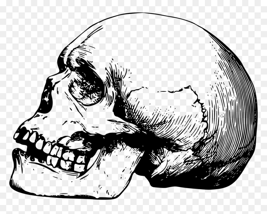 Bone Dead Head - Side Skull Drawing Png, Transparent Png - bone pile png