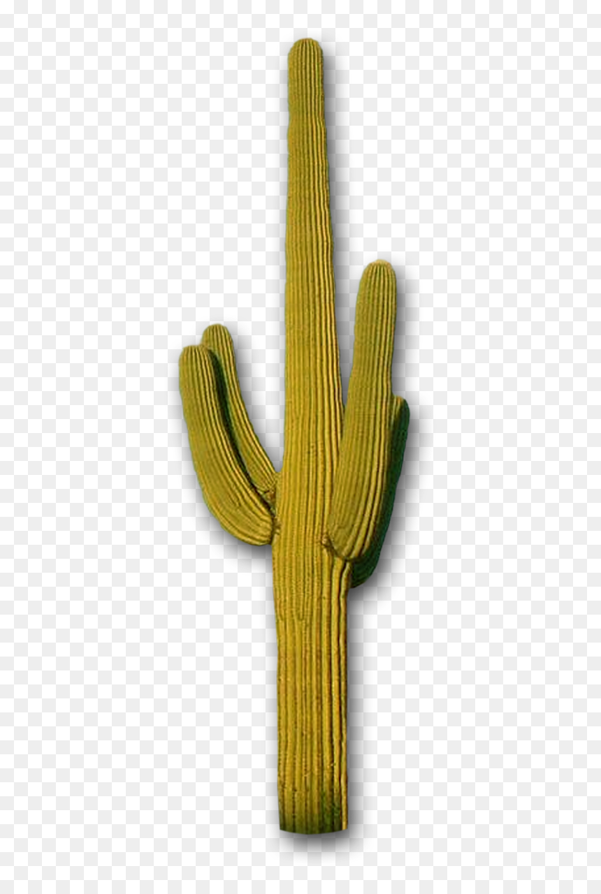 Cactus, Mountains The Distance Steve Lovelace - Transparent Saguaro Cactus, HD Png Download - cactus png tumblr