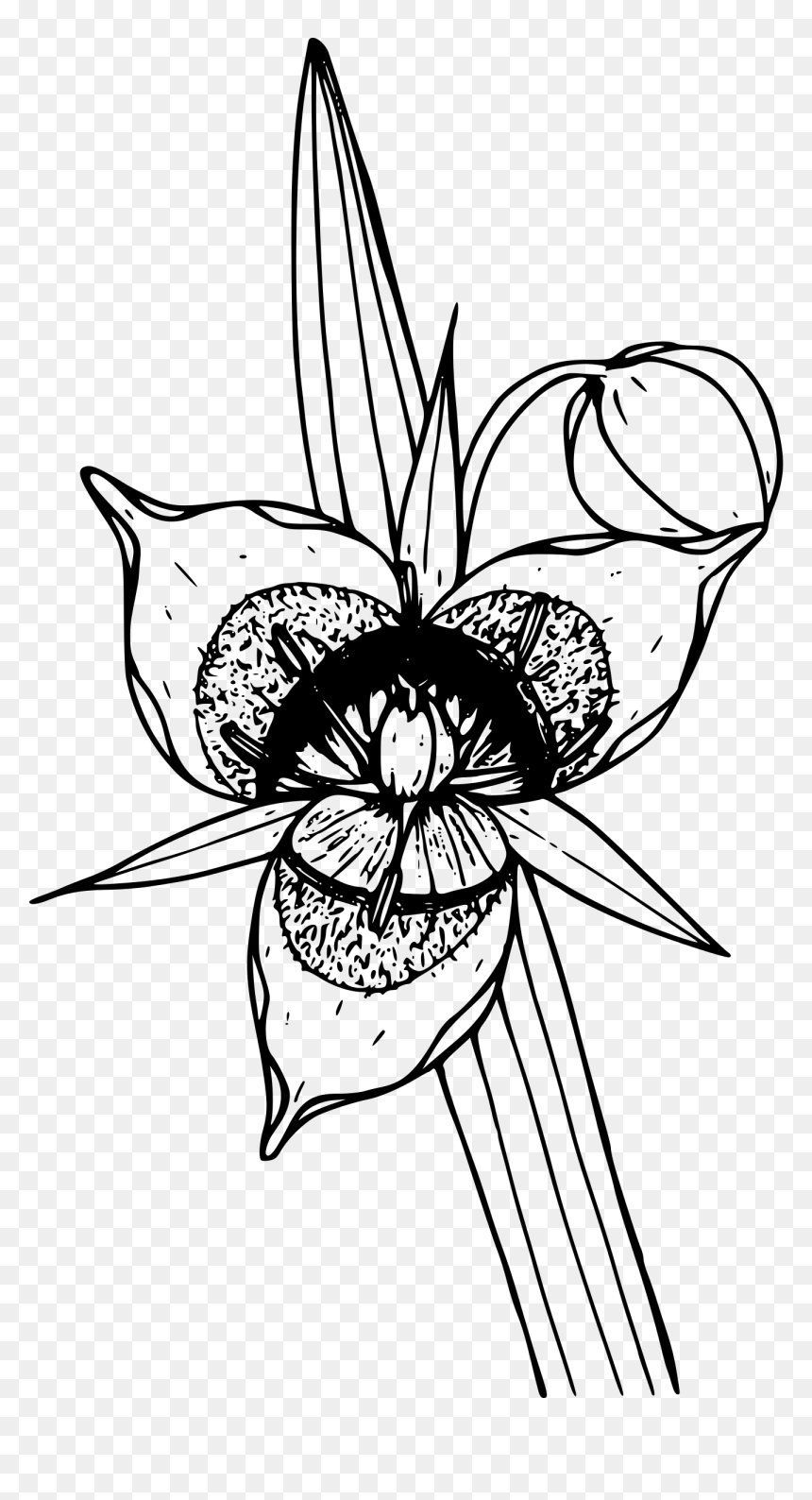 Cat"s Ear Lily Clip Arts - Clip Art, HD Png Download - ear icon png