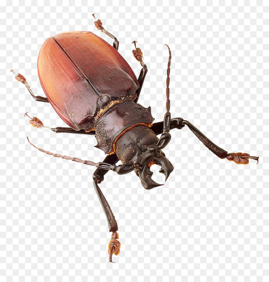 Insect - Insects Png, Transparent Png - insects png
