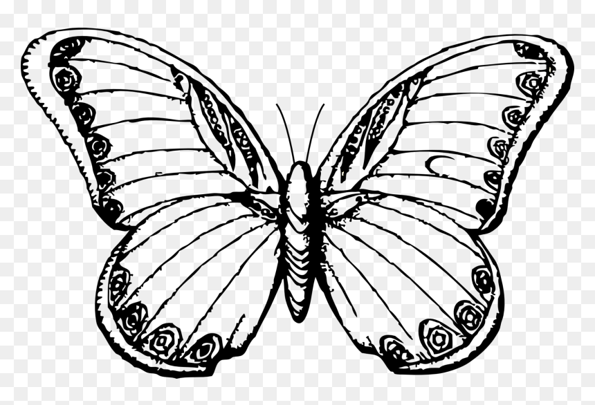 Black And White Butterfly - Black And White Butterfly Drawing, HD Png Download - white butterfly png