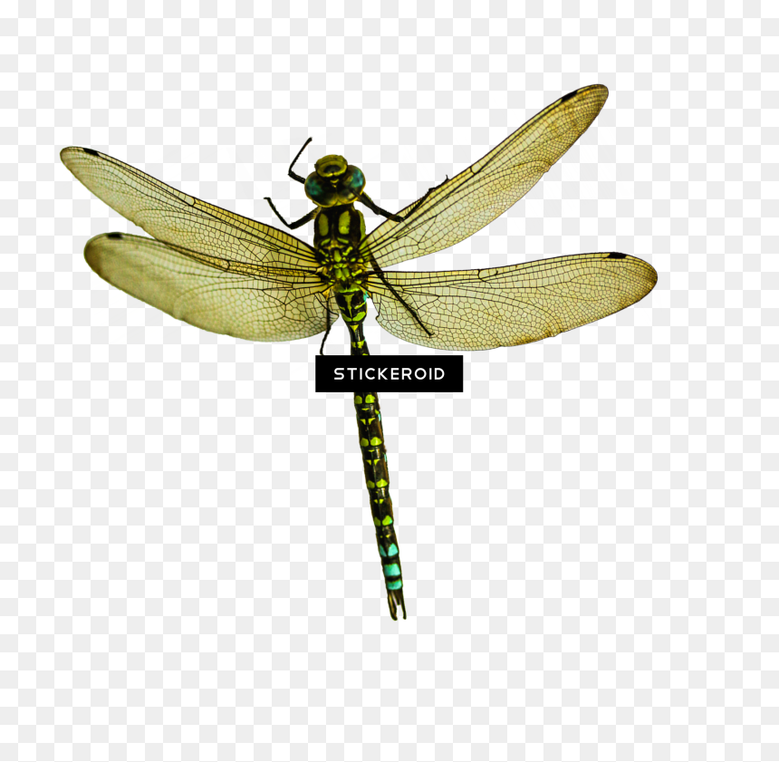 Net-winged Insects , Png Download - Dragonfly, Transparent Png - insects png