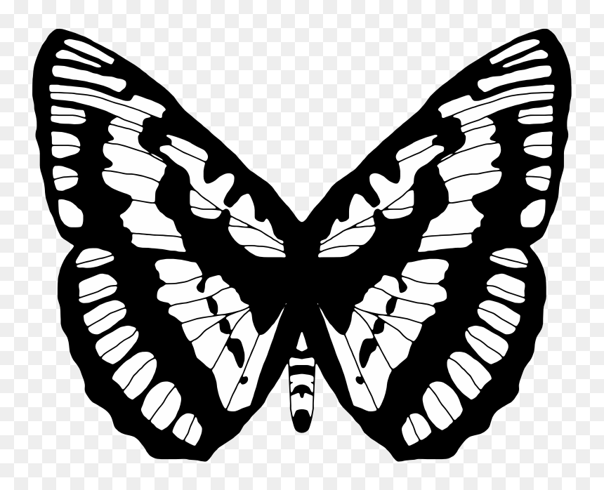 Black And White Butterfly - فراشة أبيض واٍود, HD Png Download - white butterfly png