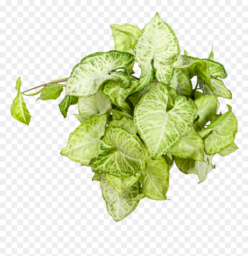 Syngonium White Butterfly - Leaf Vegetable, HD Png Download - white butterfly png
